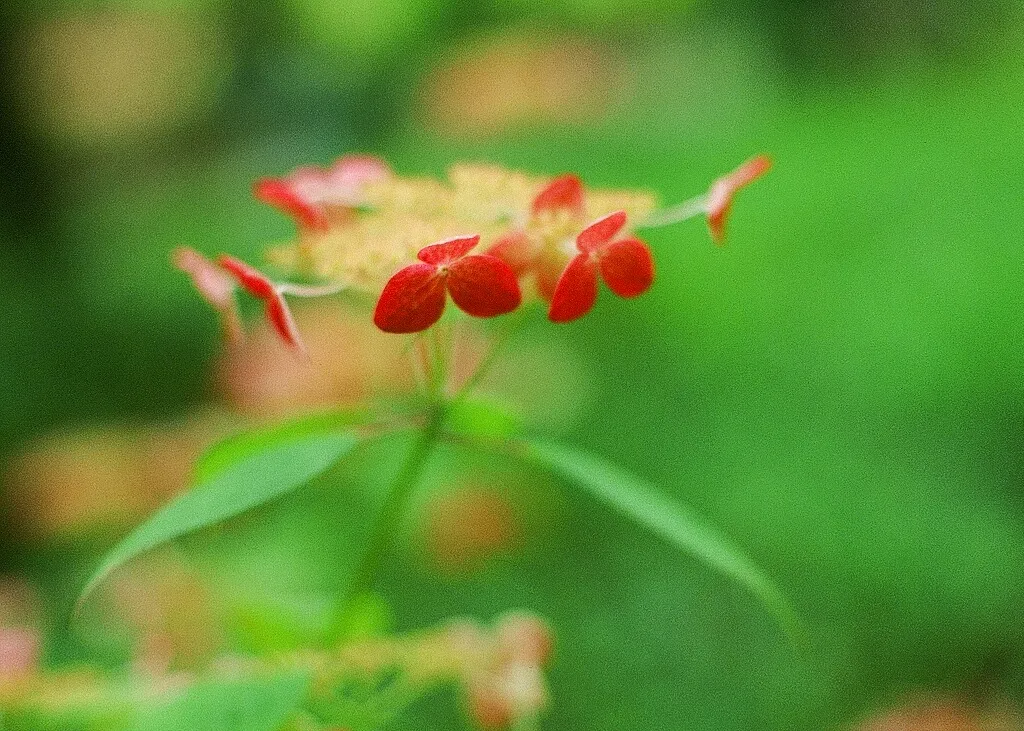 紫陽花をふんわり美しく撮る方法|花教室・フラワー作家のための写真のコツ