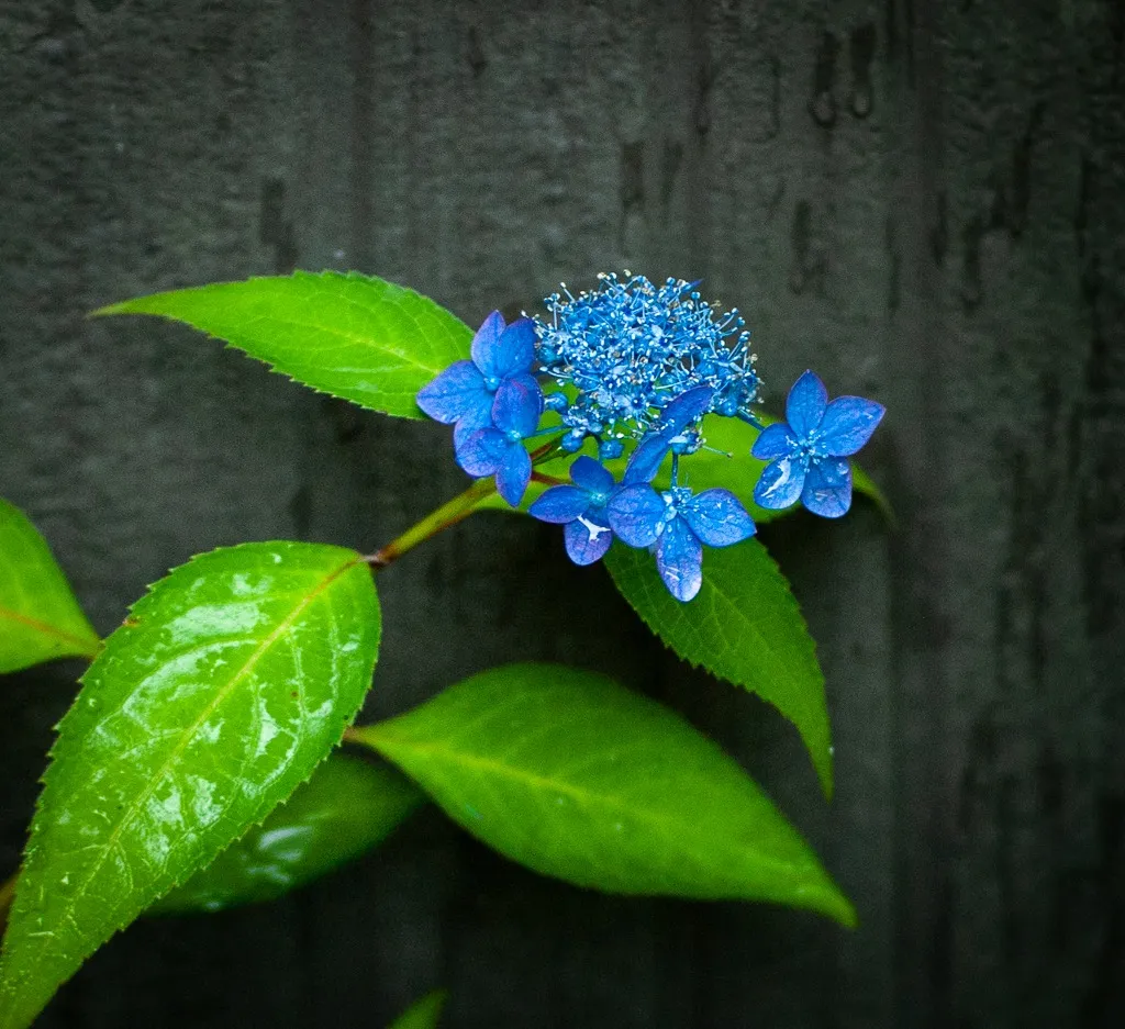 梅雨の花を美しく撮るコツ|初心者でもできる紫陽花写真の撮り方
