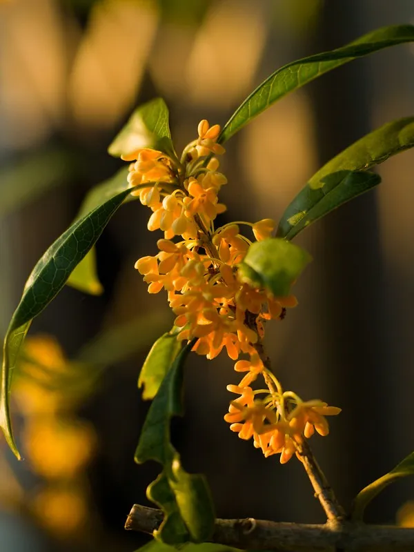 秋の花を美しく撮るコツ|キンモクセイ・秋バラと光の楽しみ方